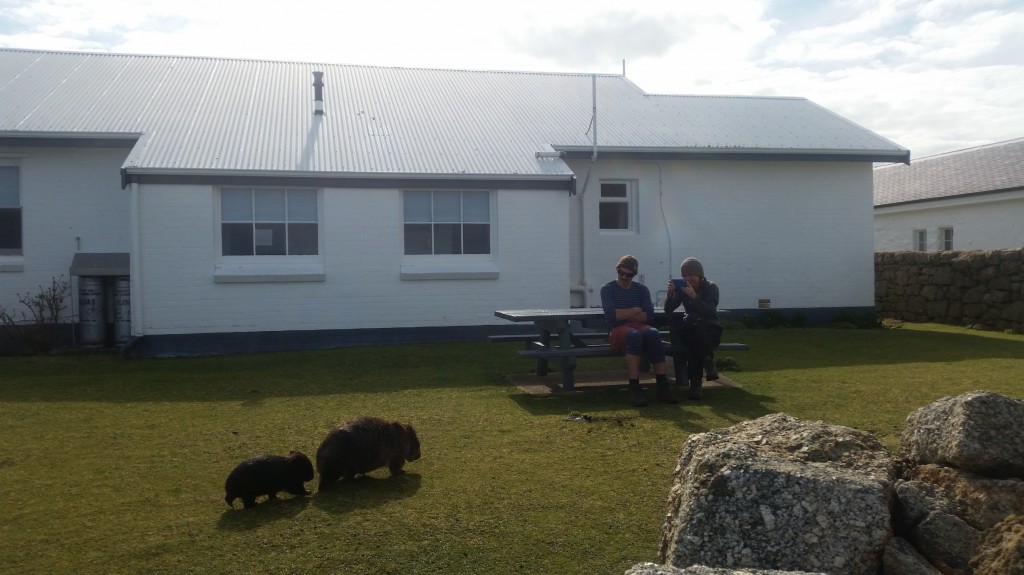 Wilsons Prom Lighthouse Wombats