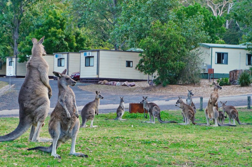 Kangaroos in the Grampians National Park