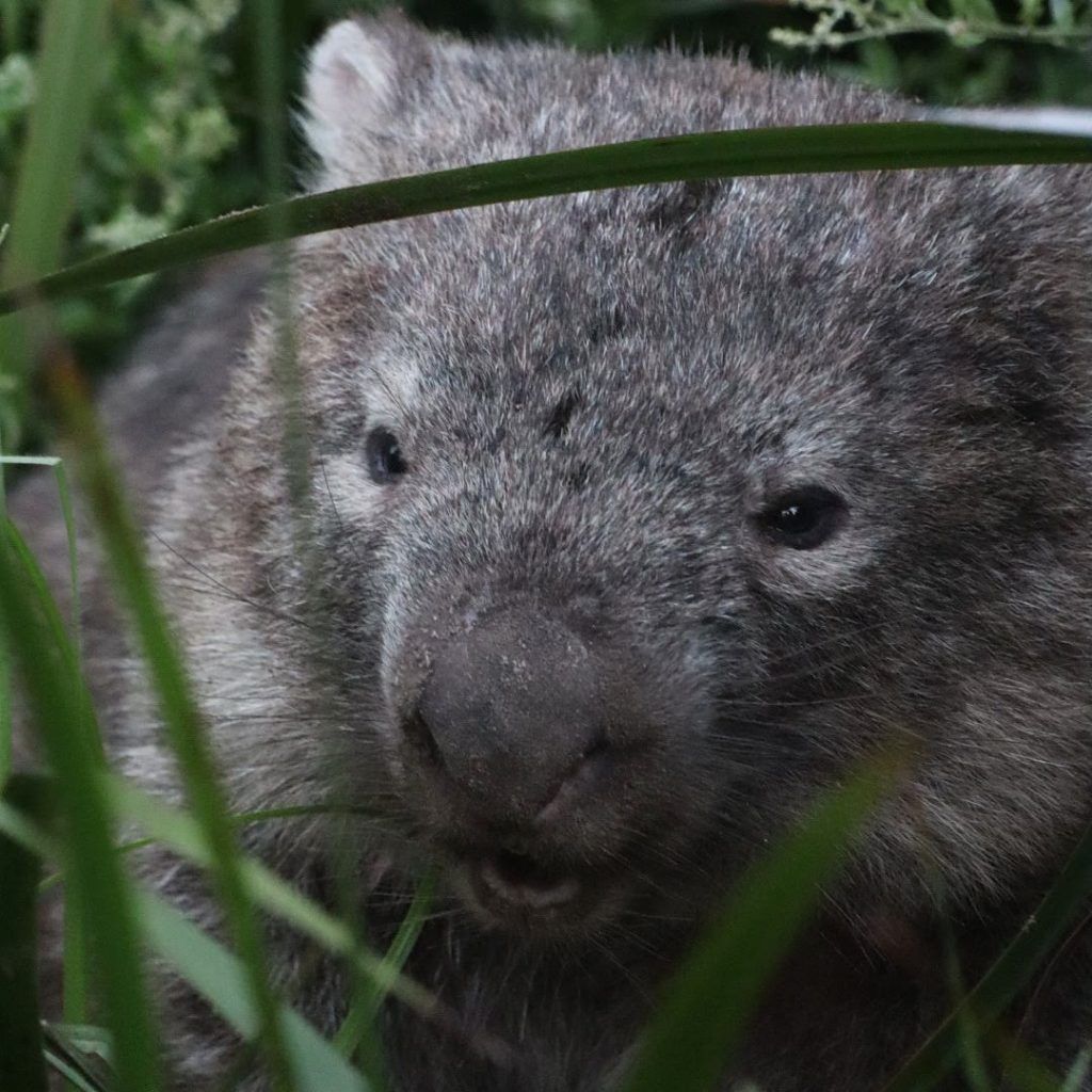 Wombat on Wilsons Prom Tour with Good Times Tours