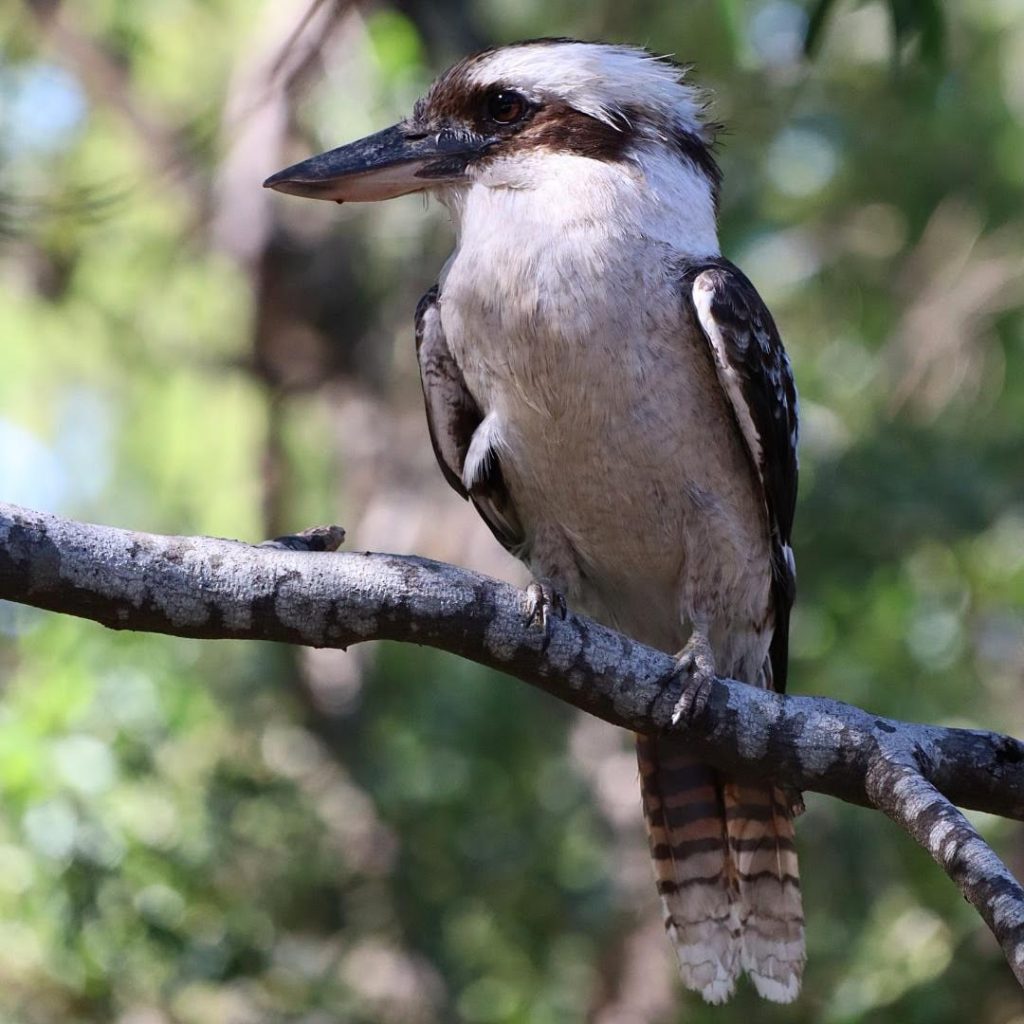 Kookaburra in the Grampians National Park