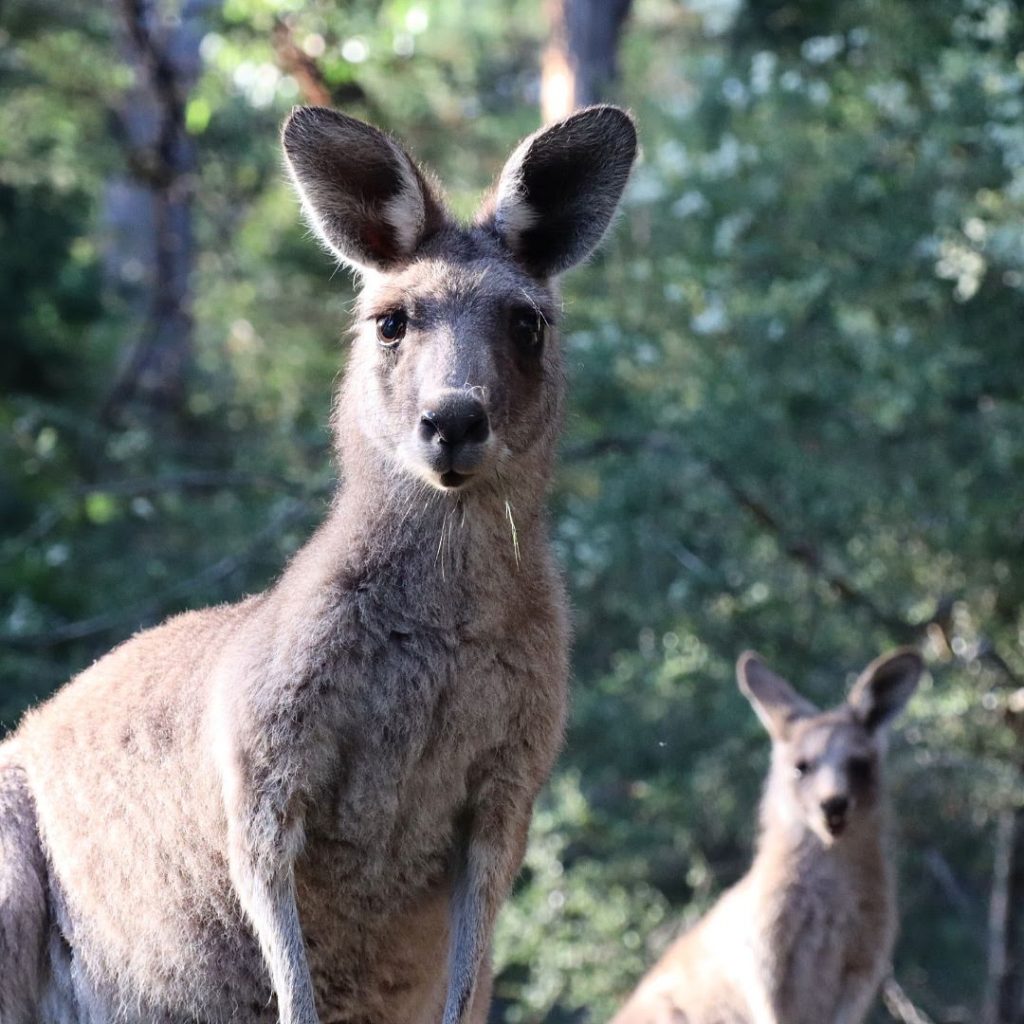 Kangaroos at camp - Good Times Tours - Grampians tour