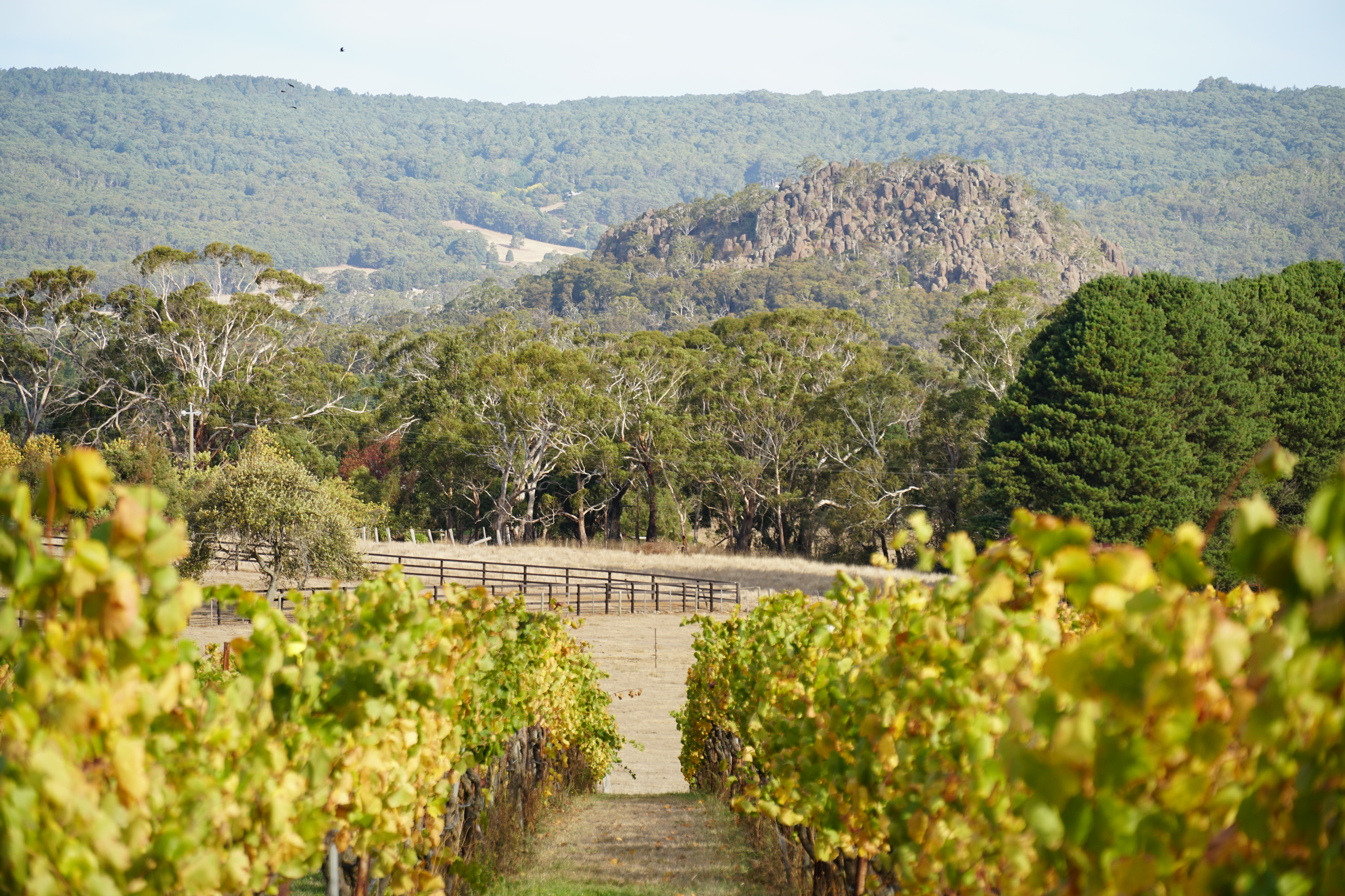 Macedon Ranges Wine Tour