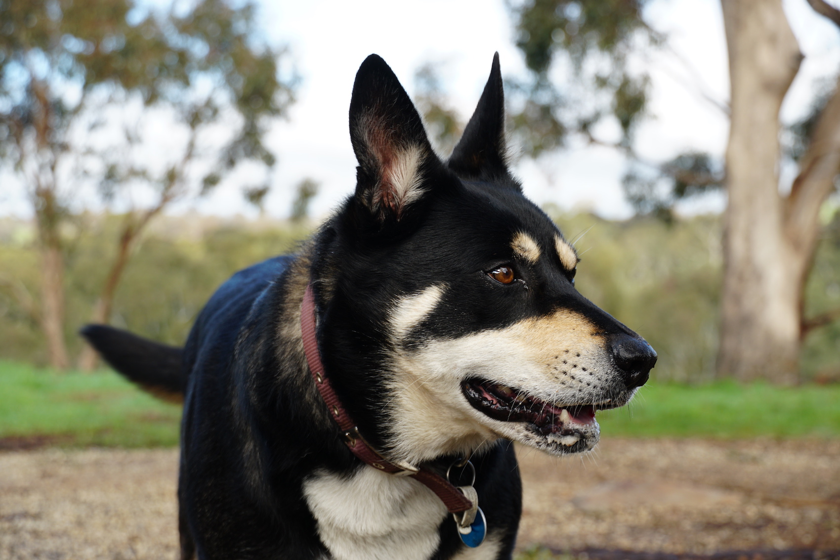 Condie Estate Kelpie - Heathcote Wine Tours