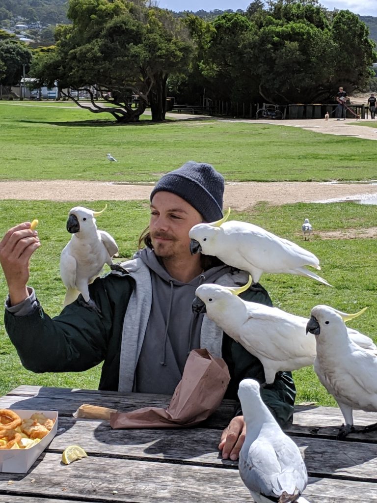 The cockatoo whisperer in Lorne