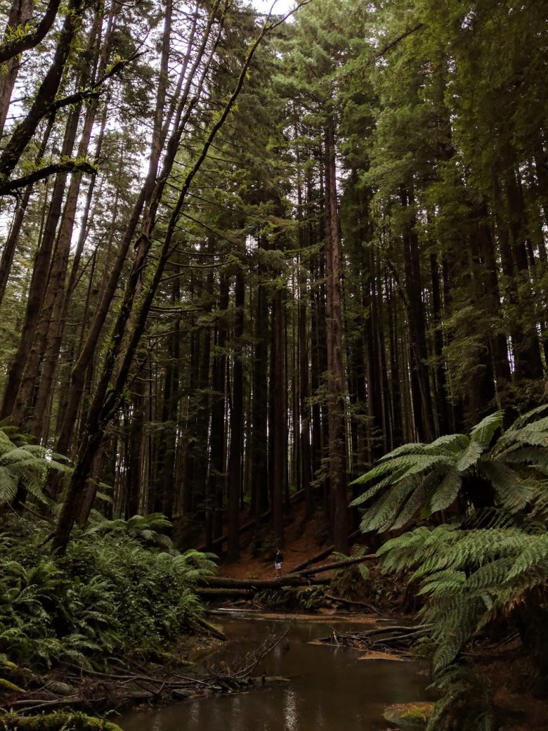 Exploring the Otway Redwoods