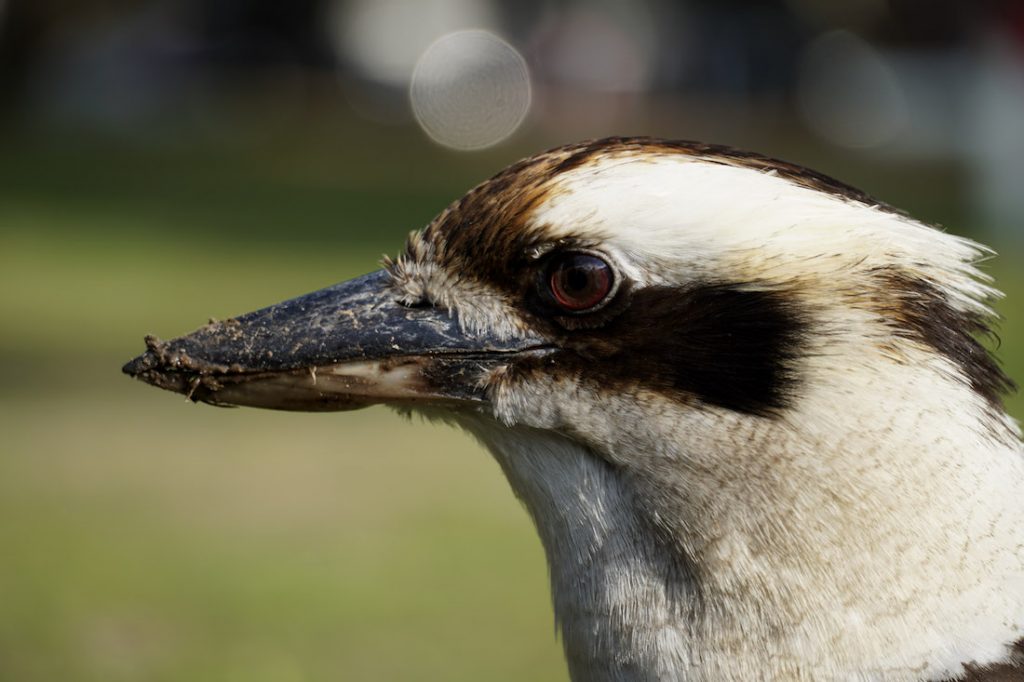 Kookaburra hunting for worms in Halls Gap