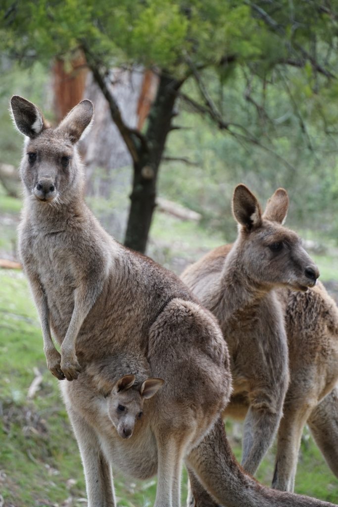 Kangaroo and joey in the Grampians on a 2 Day Tour