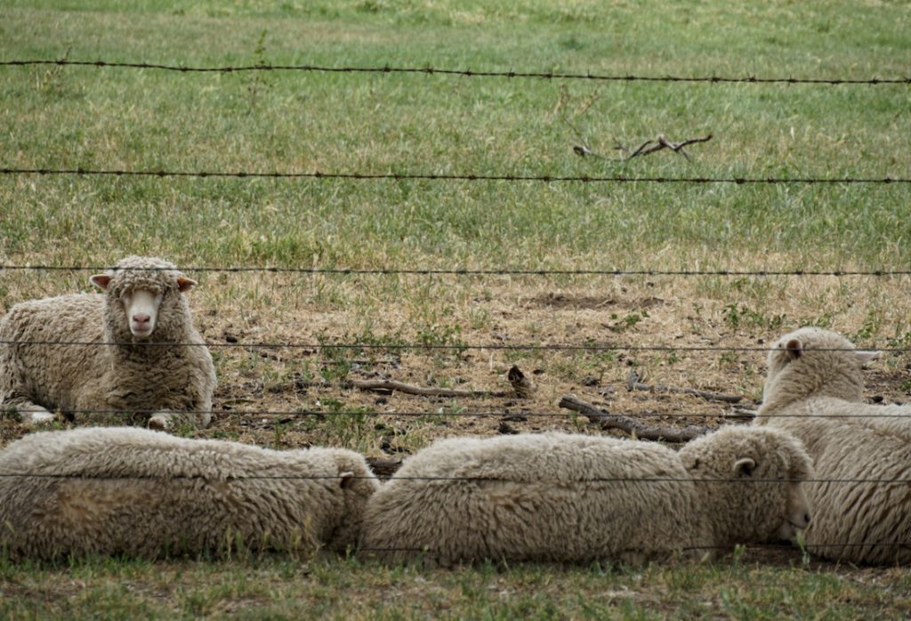 Plenty of scenes like this in central Victoria - Great Vic Rail Trail Tour