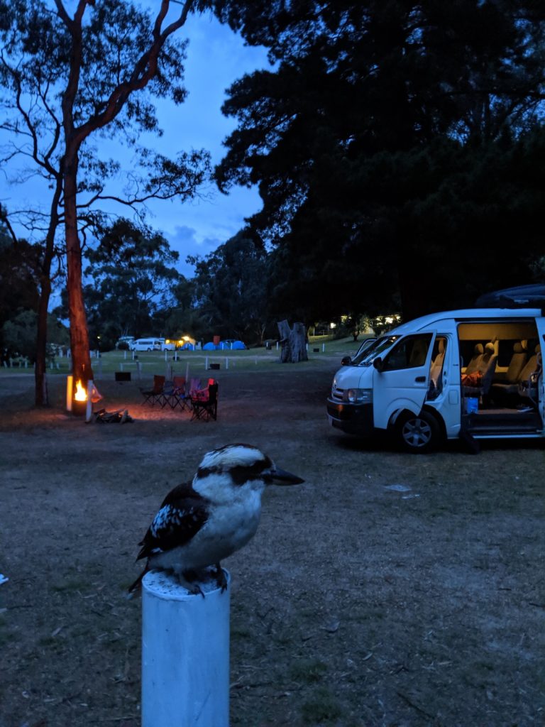 Kookaburra at Halls Gap Caravan Park