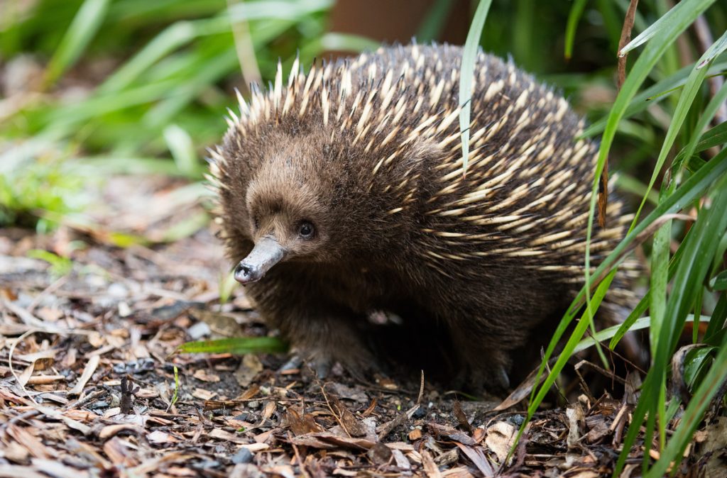 Echidna at Healesville Sanctuary - Yarra Valley Day Tour