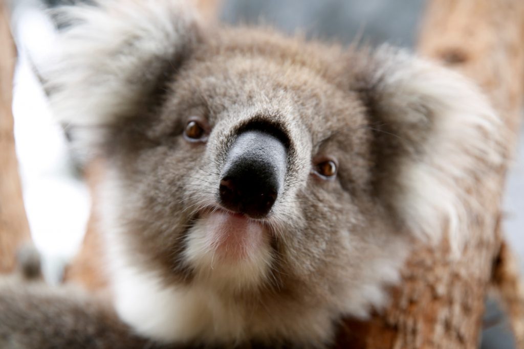 Koala at Healesville Sanctuary - Yarra Valley Day Tour