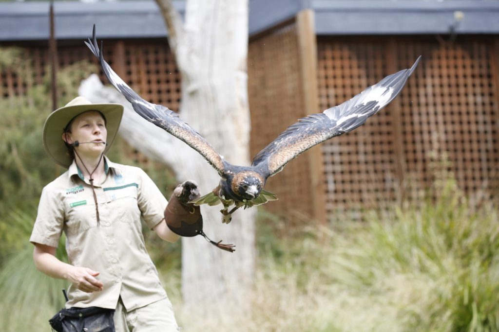 Wedge Tail Eagle - Healesville Sanctuary 