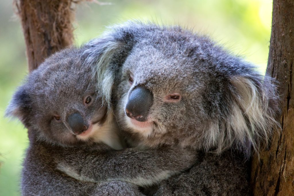 Healesville Sanctuary Tour - Yarra Valley Tour