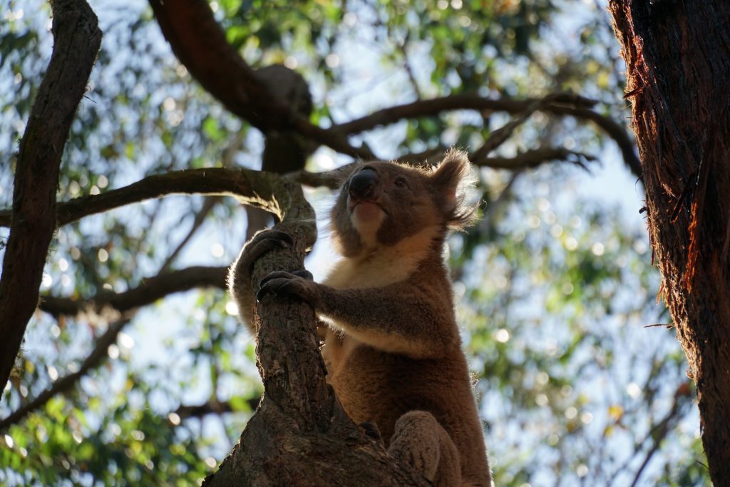 Koala at Cape Otway - Great Ocean Walk Tours