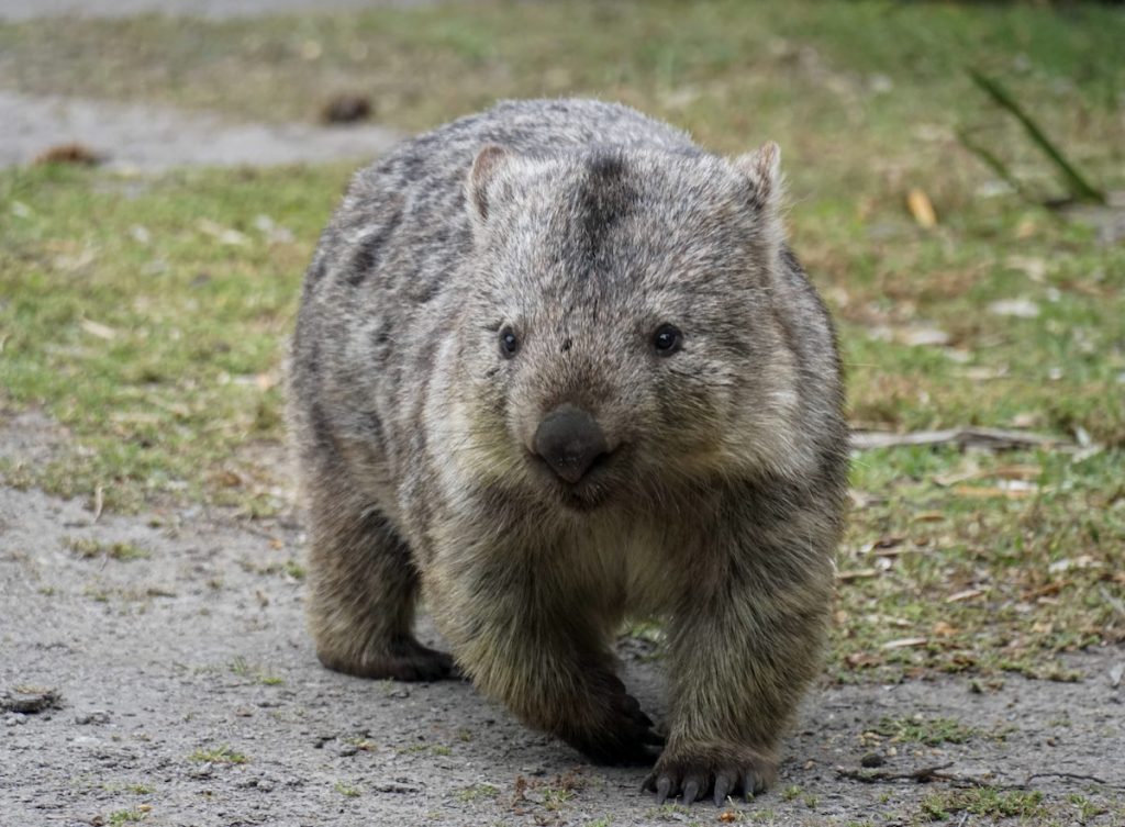 Wombats at Tidal River Campground