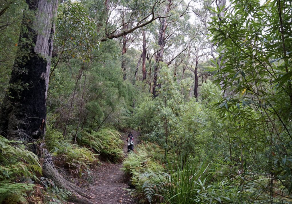 Lilly Pilly Gully Walk and Mount Bishop Loop Walk