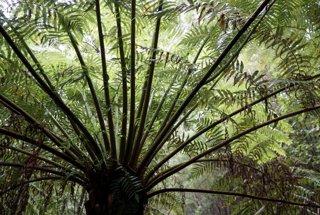 Lilly Pilly Gully Walk - Wilson's Promontory National Park