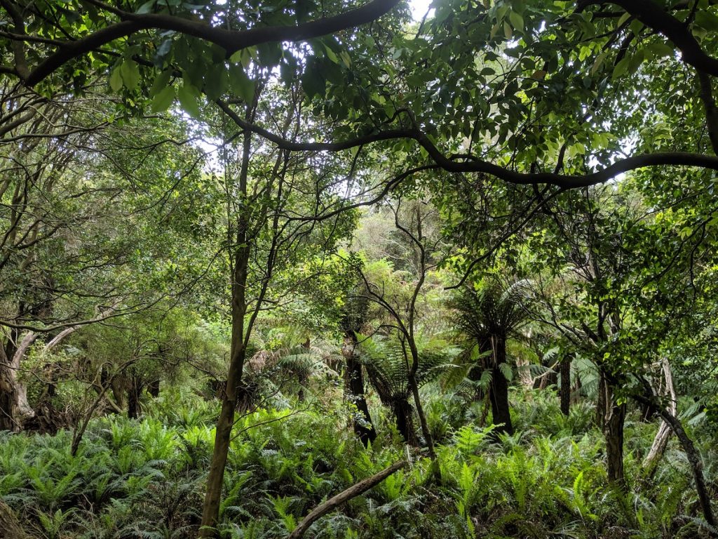 Lilly Pilly Gully Walk - Wilsons Promontory National Park