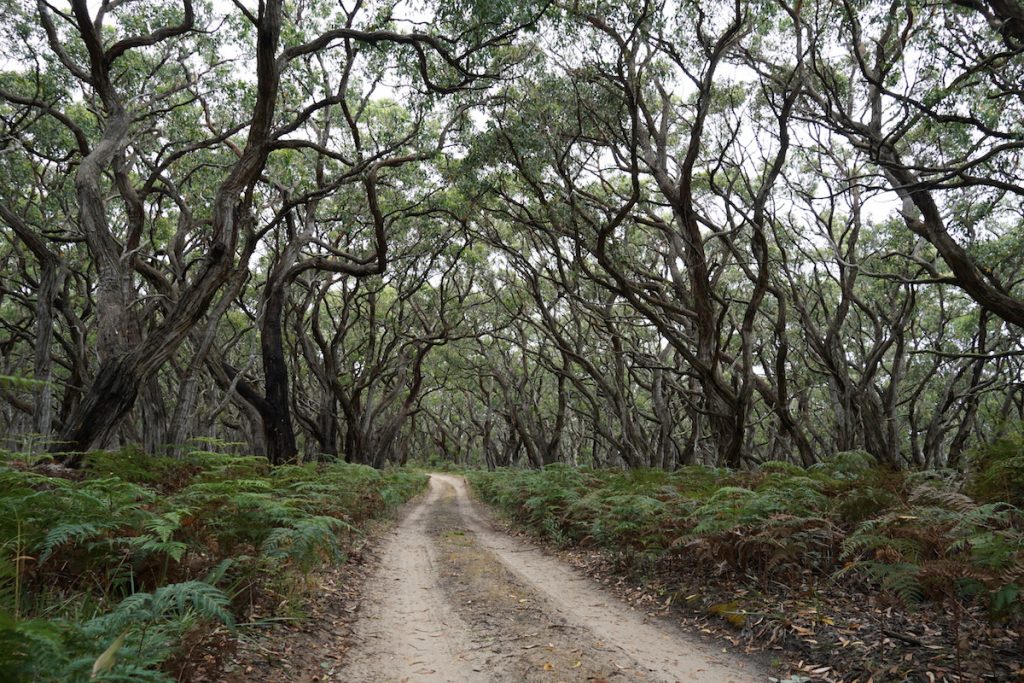 On the road to Parker Hill Campground on the Great Ocean Walk.