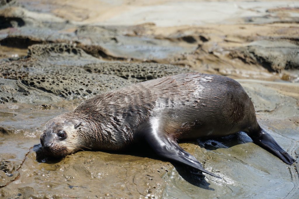 Seal spotted near Point Franklin on Victoria's Great Ocean Walk. 