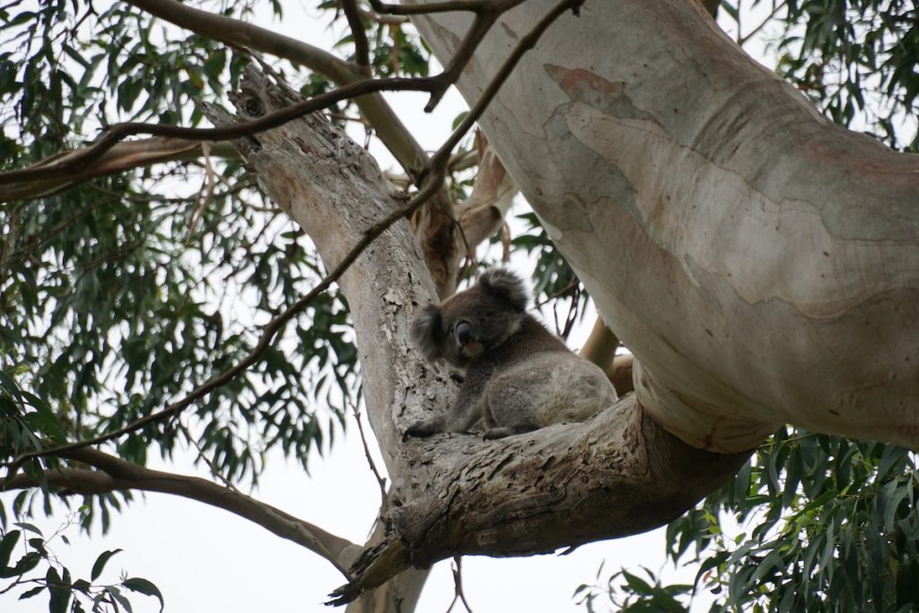 Koala spotted at Aire River West Campground. 