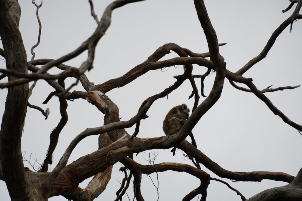 Koala at Bimbi Park.