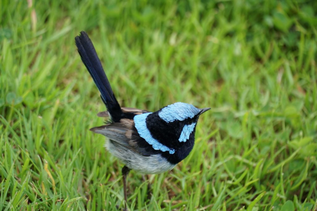 Blue Wren spotted at Aire River West campground. 