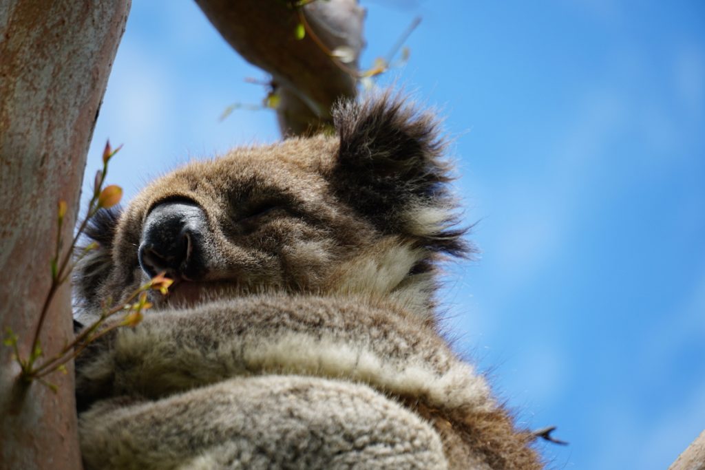 Koala at Aire River West Campground. 