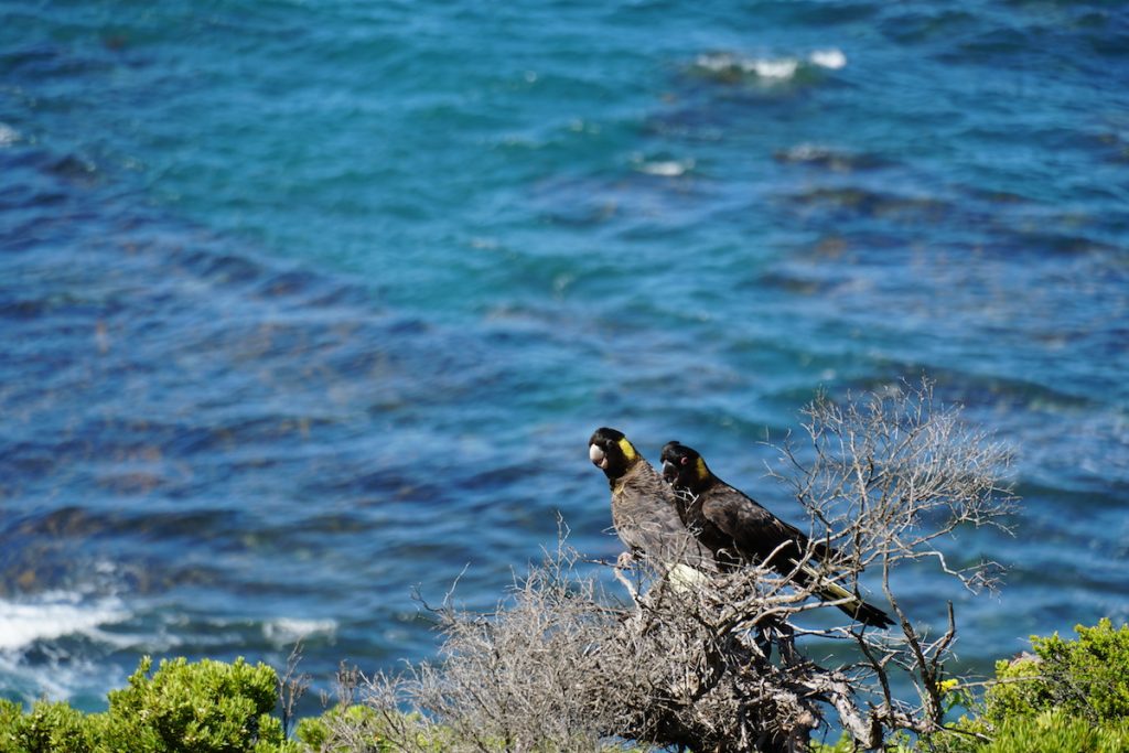 Black Cockatoos spotted near Devil's Kitchen Campground. 