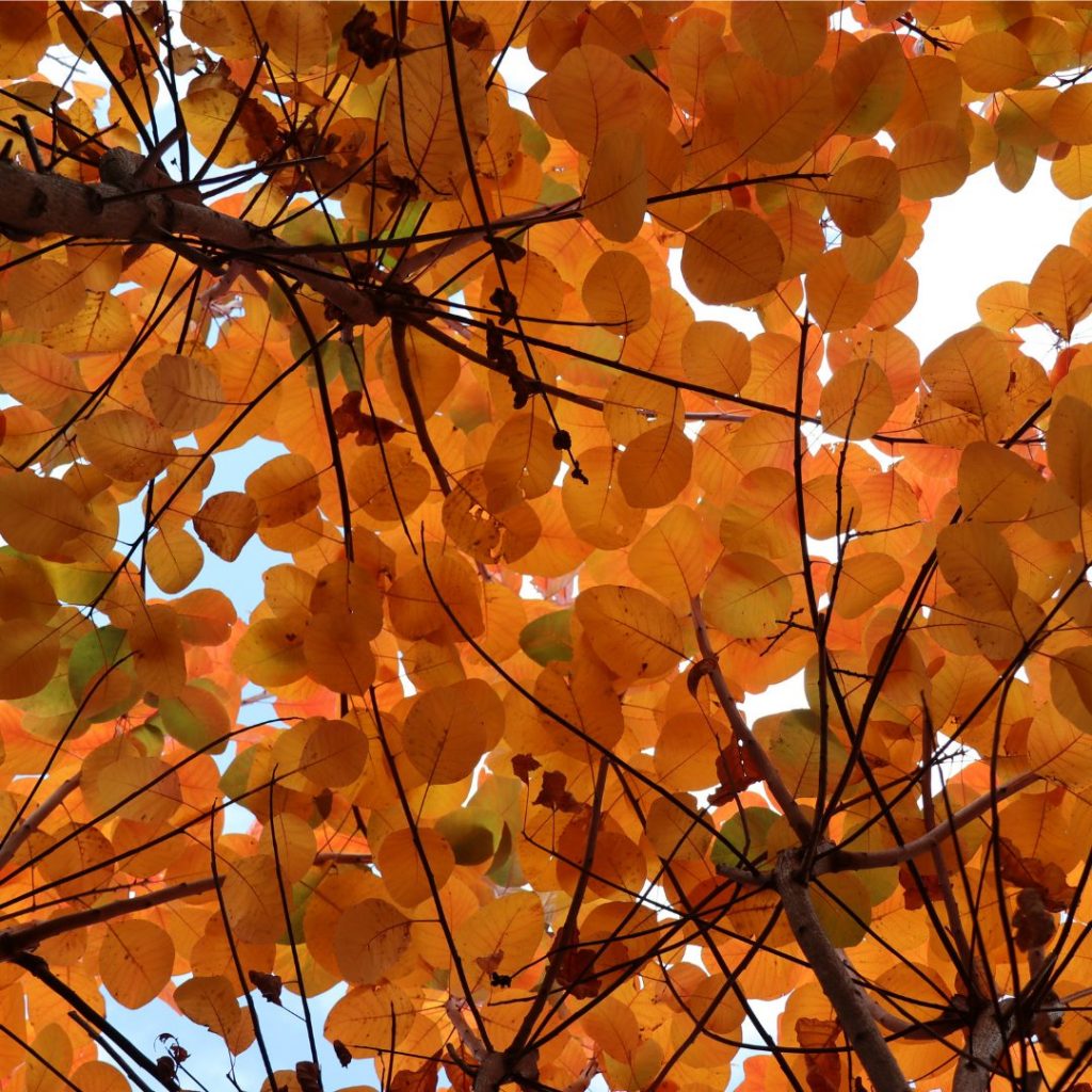 Autumn leaves at Yering Station