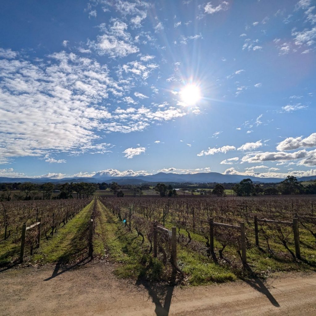 Vineyard views over Victoria's Yarra Valley. 