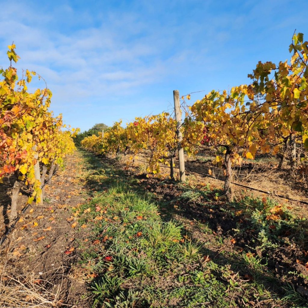 Clyde Park winery Moorabool Valley Geelong